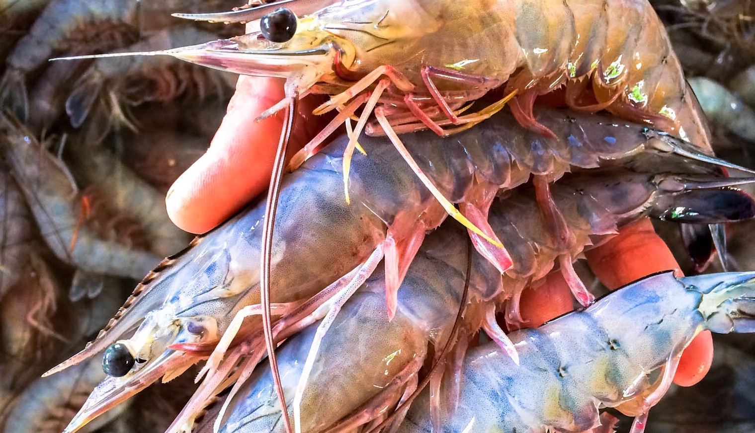 No redituable: El precio del camarón de exportación cae un 40%