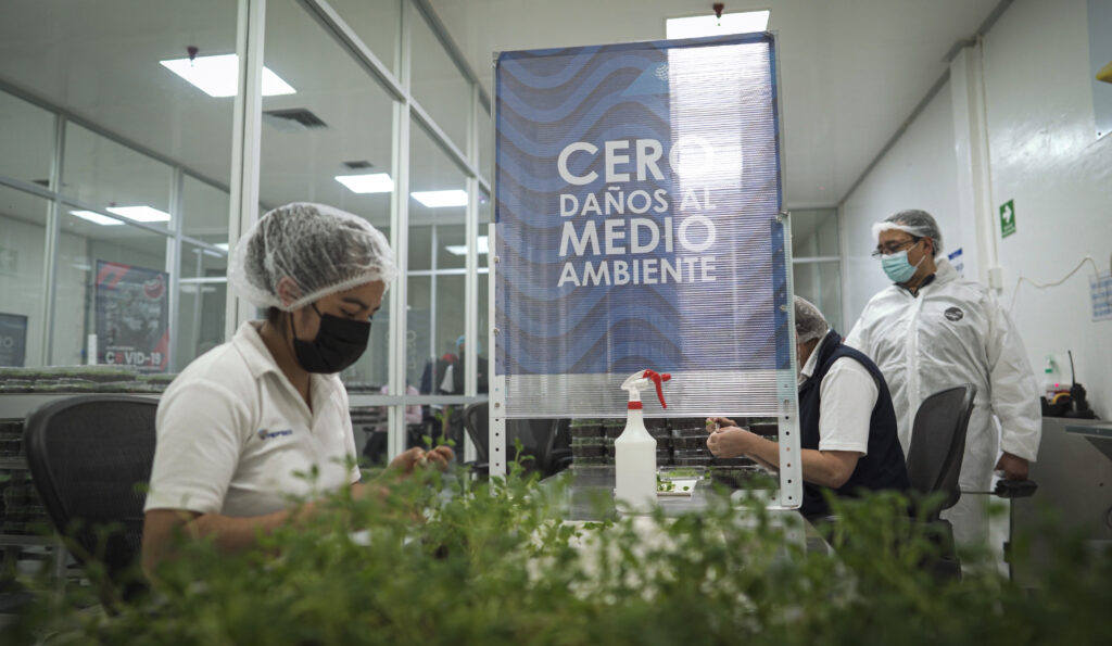 CDAS PepsiCo: Agricultura regenerativa que produce anualmente más de 19 millones de semillas de papa