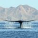 Cada temporada, 10 mil turistas visitan Loreto (BCS) para admirar a las ballenas