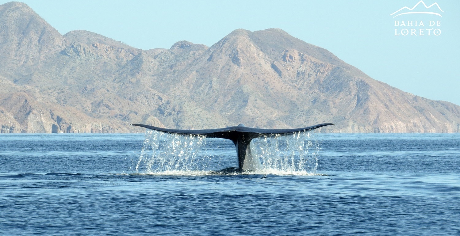 Cada temporada, 10 mil turistas visitan Loreto (BCS) para admirar a las ballenas