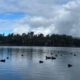 Lago del Parque de la Amistad se convierte en hogar temporal de aves migratorias