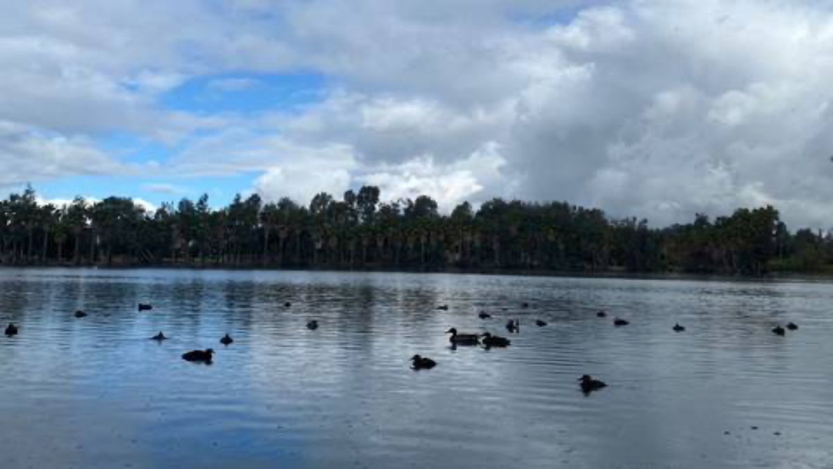 El lago del Parque de la Amistad se convierte en un hogar temporal de las aves migratorias