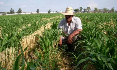Municipios de López y Coronado (Chihuahua) dejarán de sembrar 750 hectáreas por falta de agua