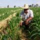 Municipios de López y Coronado (Chihuahua) dejarán de sembrar 750 hectáreas por falta de agua