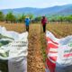 La importación de fertilizantes aumenta 39% en el primer bimestre: GCMA